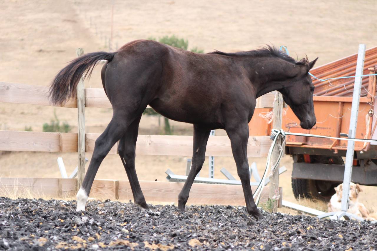 Veulen (ml) Paint Horse Te koop 2026 Zwart