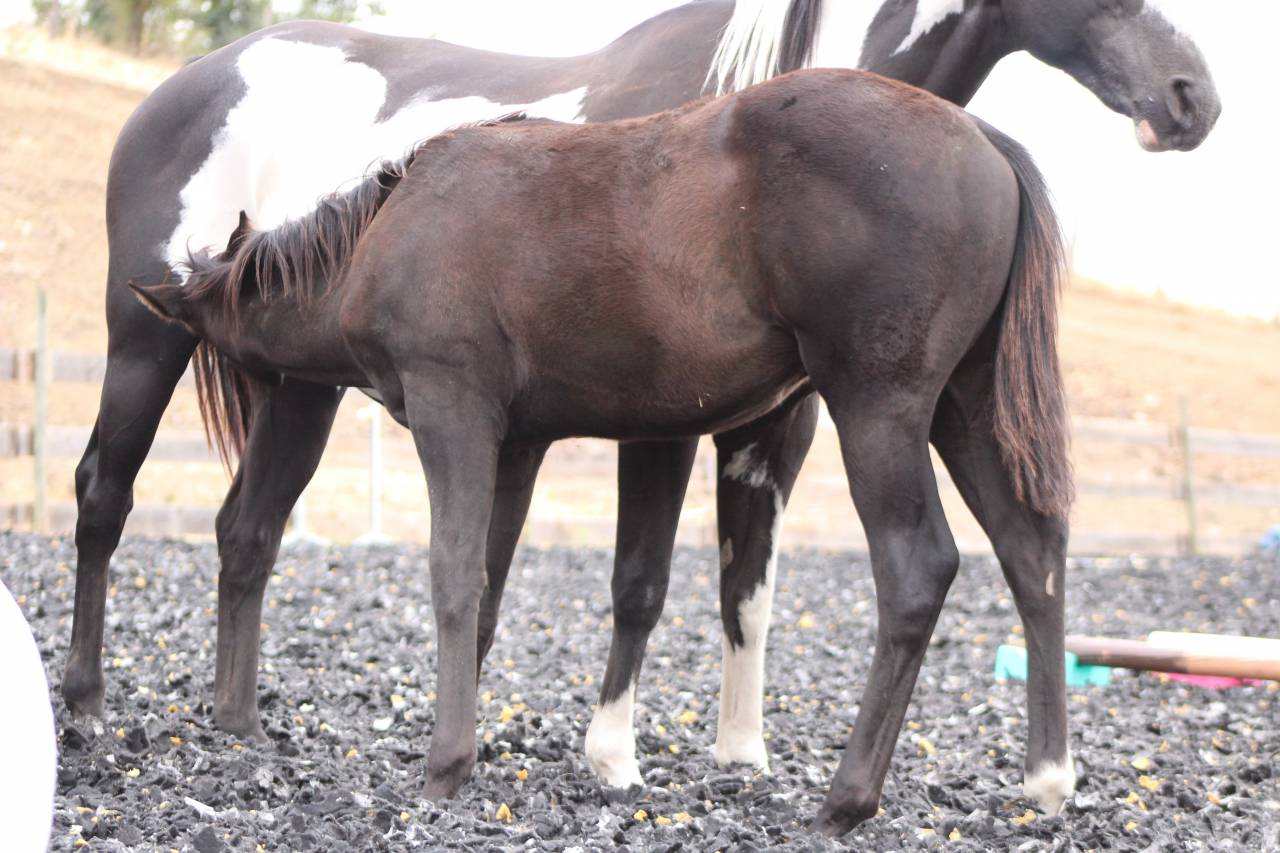 Veulen (ml) Paint Horse Te koop 2026 Zwart