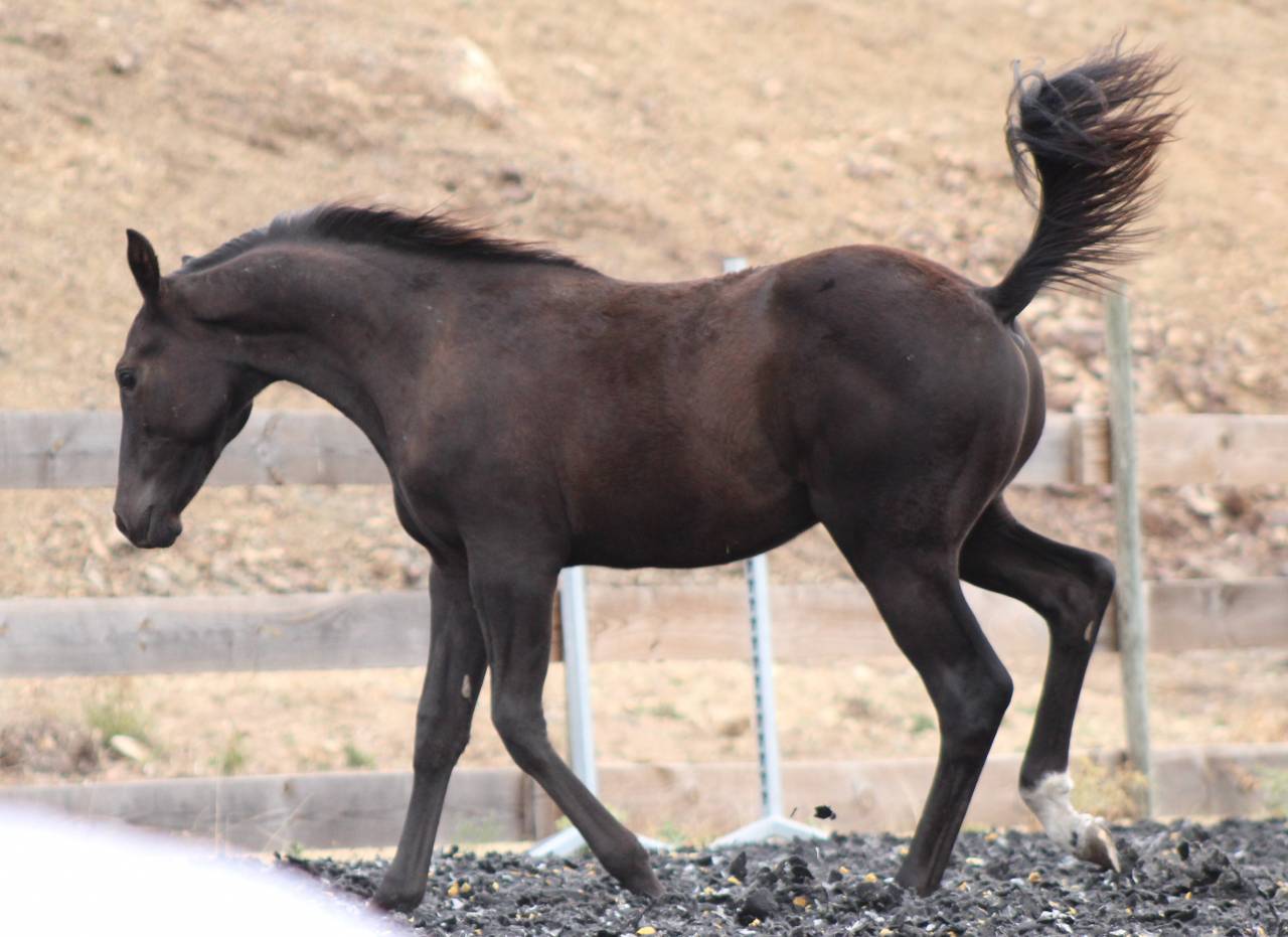 Veulen (ml) Paint Horse Te koop 2026 Zwart