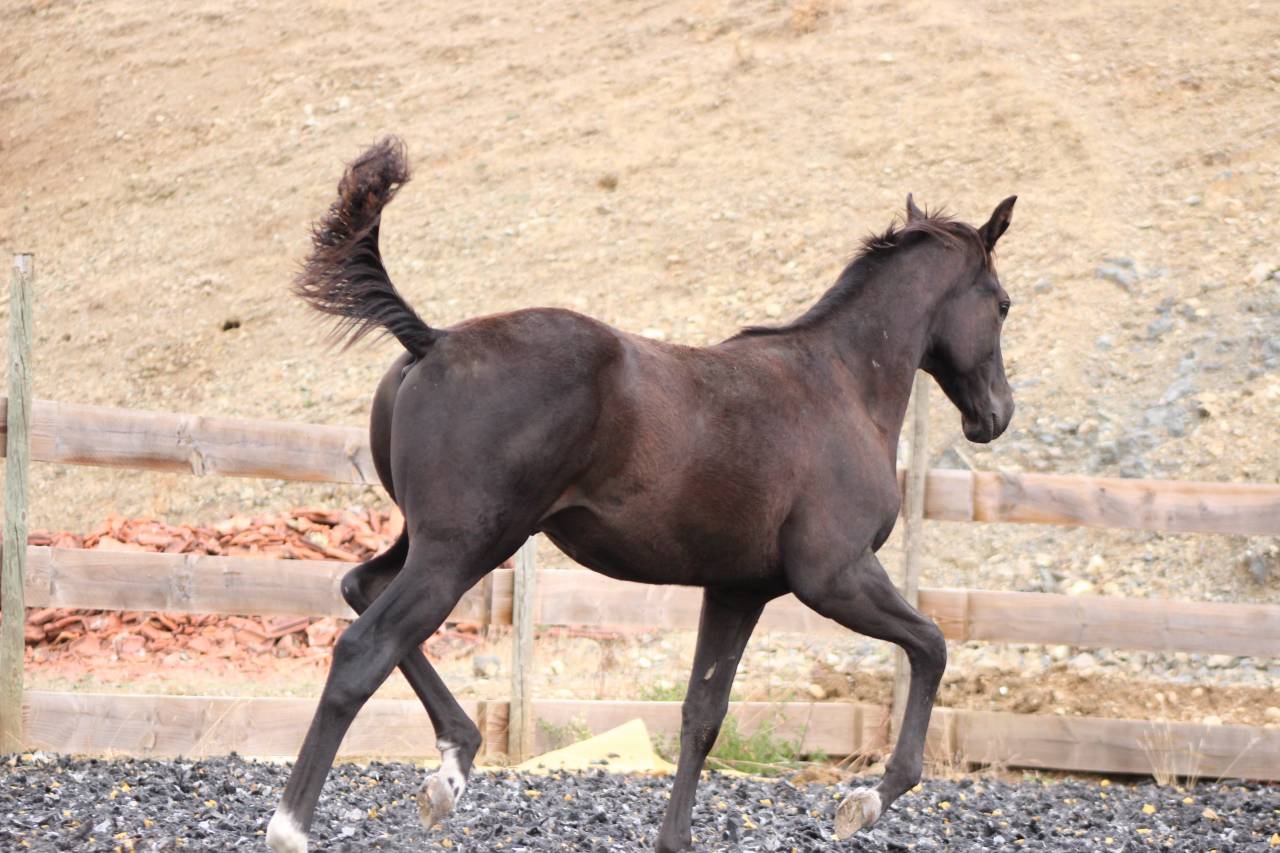 Veulen (ml) Paint Horse Te koop 2026 Zwart