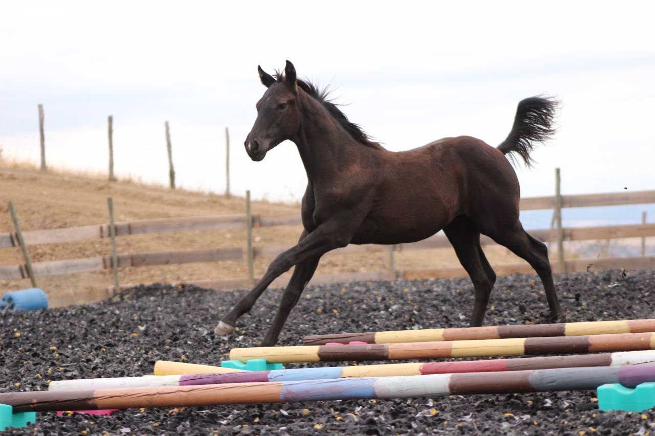 Veulen (ml) Paint Horse Te koop 2026 Zwart