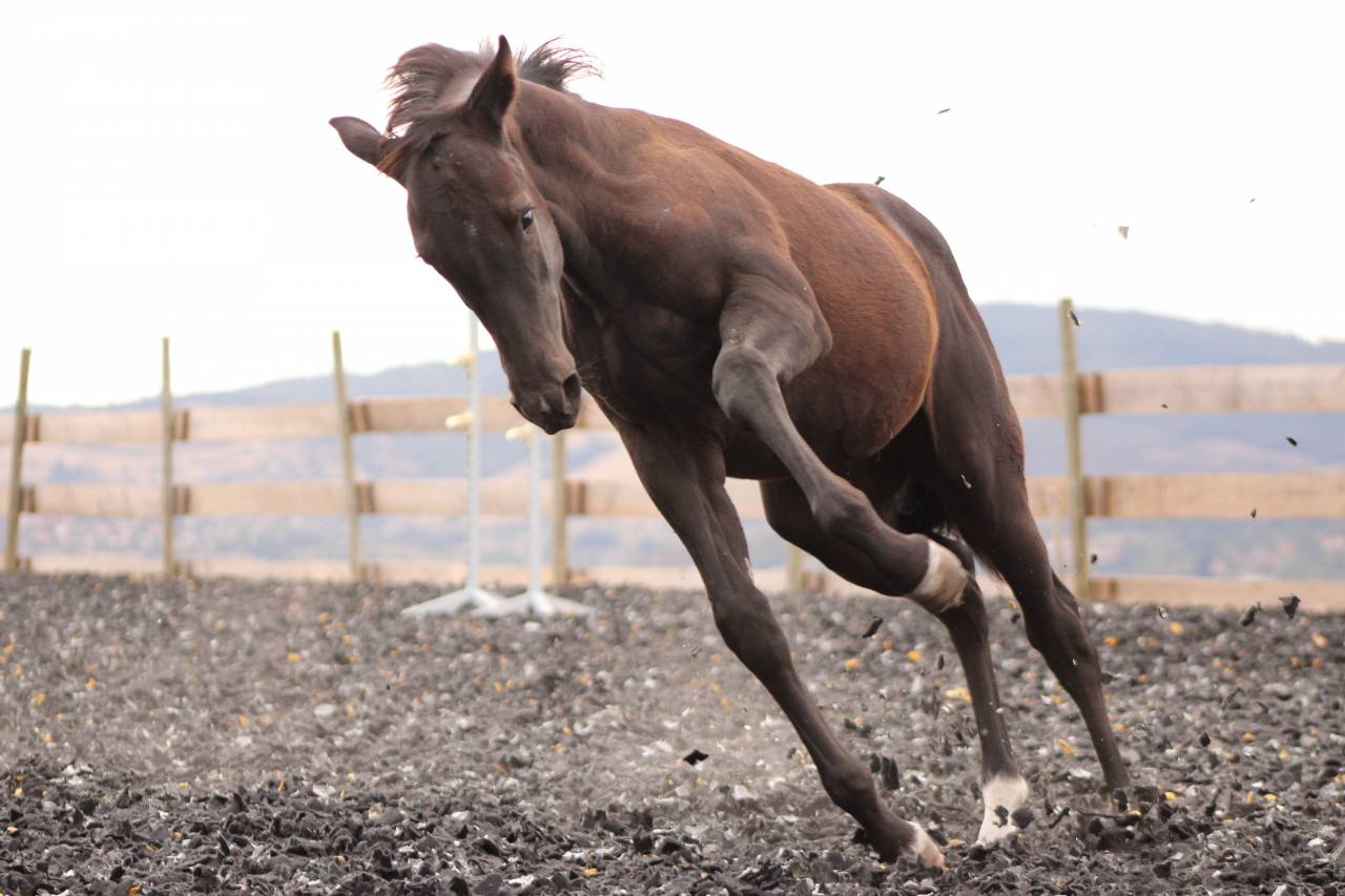 Veulen (ml) Paint Horse Te koop 2026 Zwart