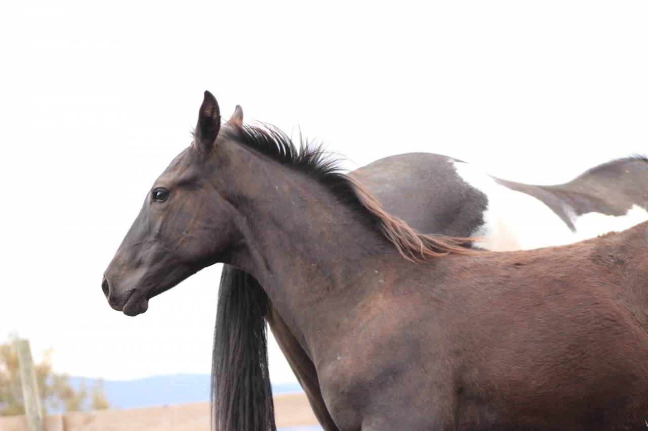 Veulen (ml) Paint Horse Te koop 2026 Zwart
