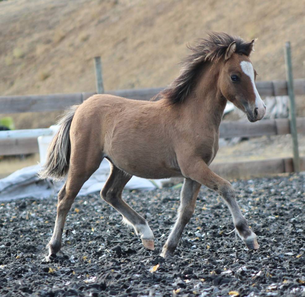 Veulen (ml) Welsh Cob  Te koop 2026 Isabel