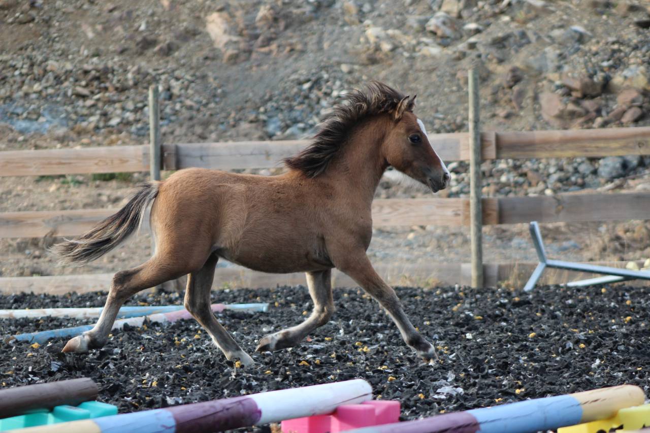 Veulen (ml) Welsh Cob  Te koop 2026 Isabel