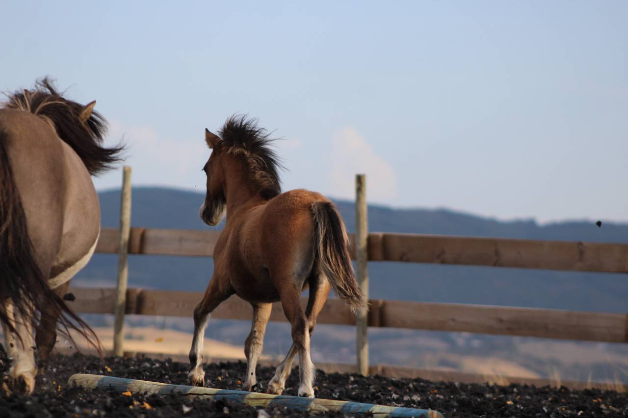 Veulen (ml) Welsh Cob  Te koop 2026 Isabel