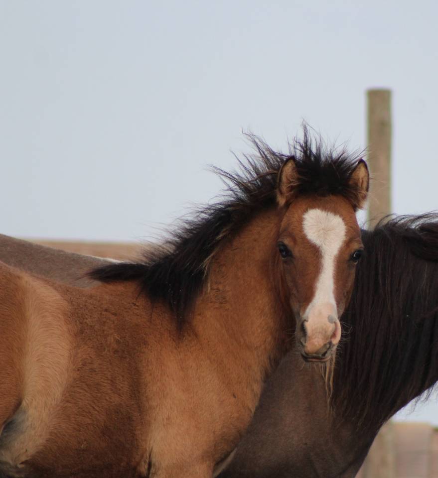Veulen (ml) Welsh Cob  Te koop 2026 Isabel