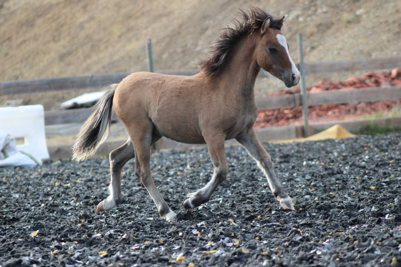 Veulen (ml) Welsh Cob  Te koop 2026 Isabel