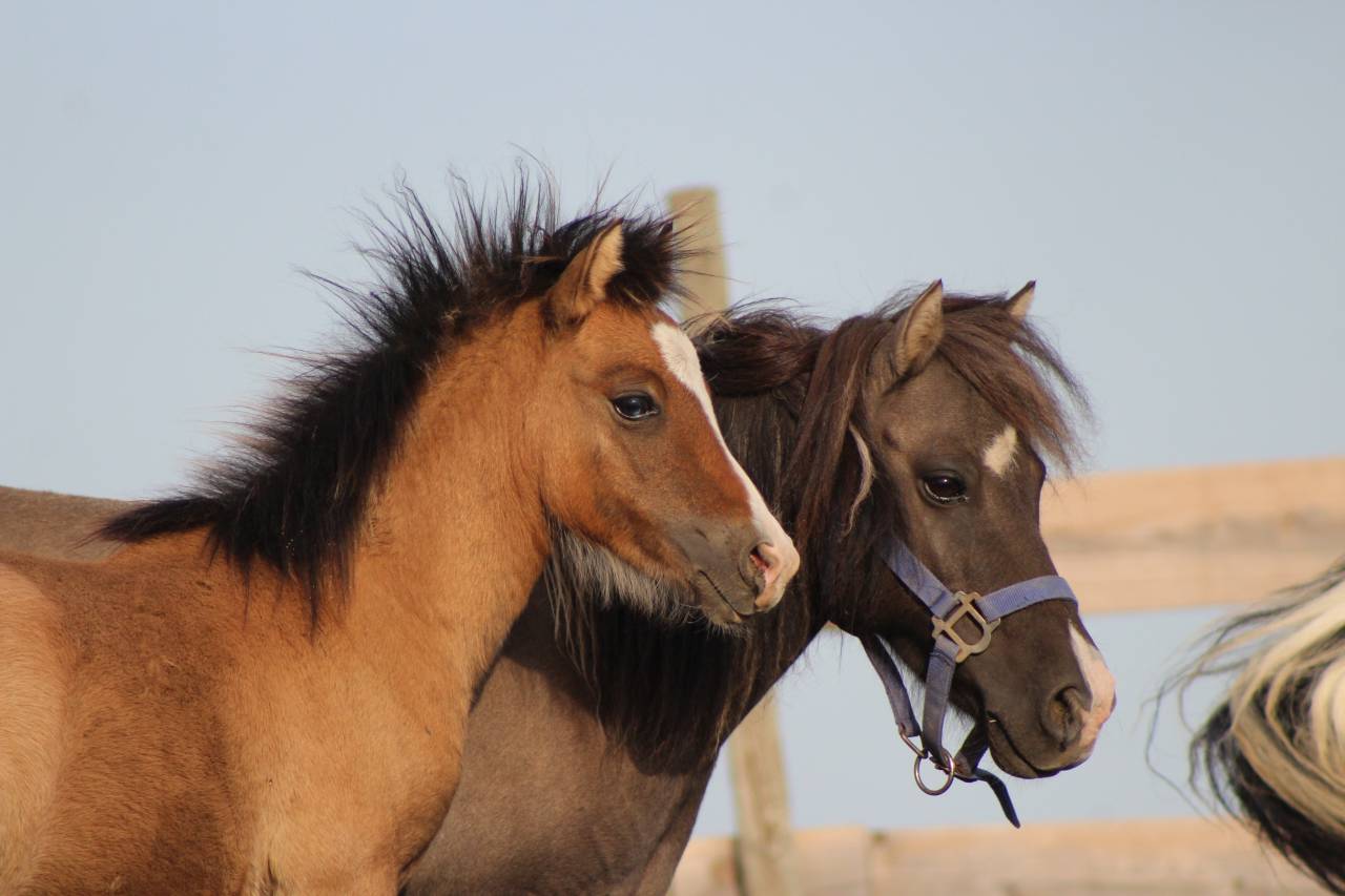 Veulen (ml) Welsh Cob  Te koop 2026 Isabel