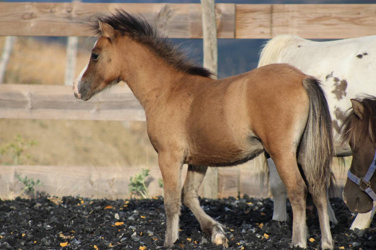 Veulen (ml) Welsh Cob  Te koop 2026 Isabel