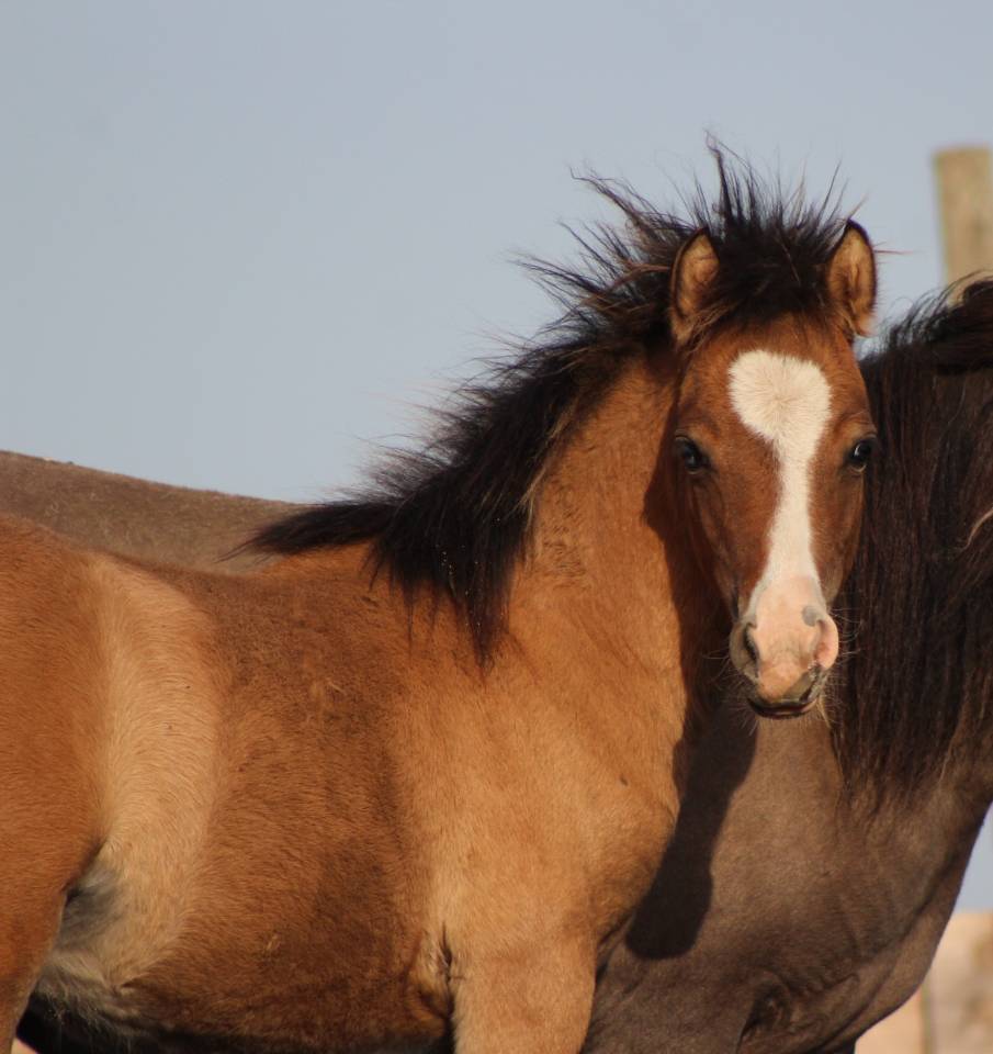 Veulen (ml) Welsh Cob  Te koop 2026 Isabel