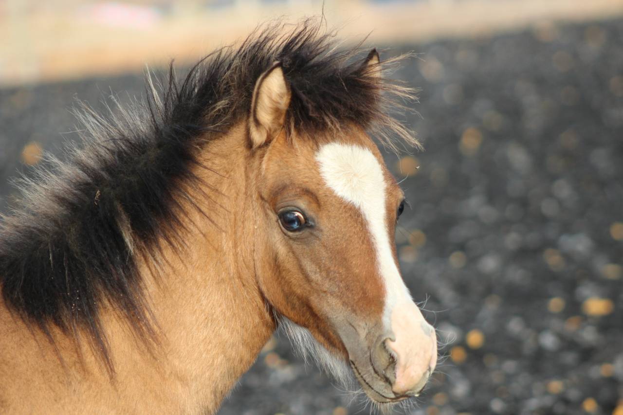 Veulen (ml) Welsh Cob  Te koop 2026 Isabel