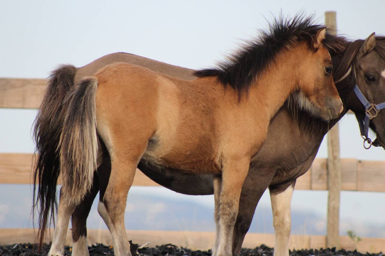 Veulen (ml) Welsh Cob  Te koop 2026 Isabel