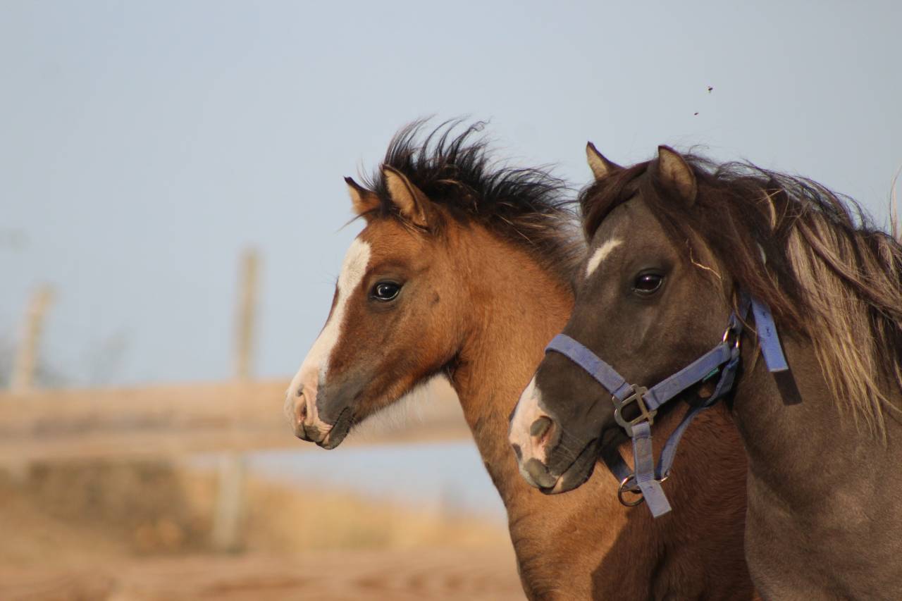 Veulen (ml) Welsh Cob  Te koop 2026 Isabel