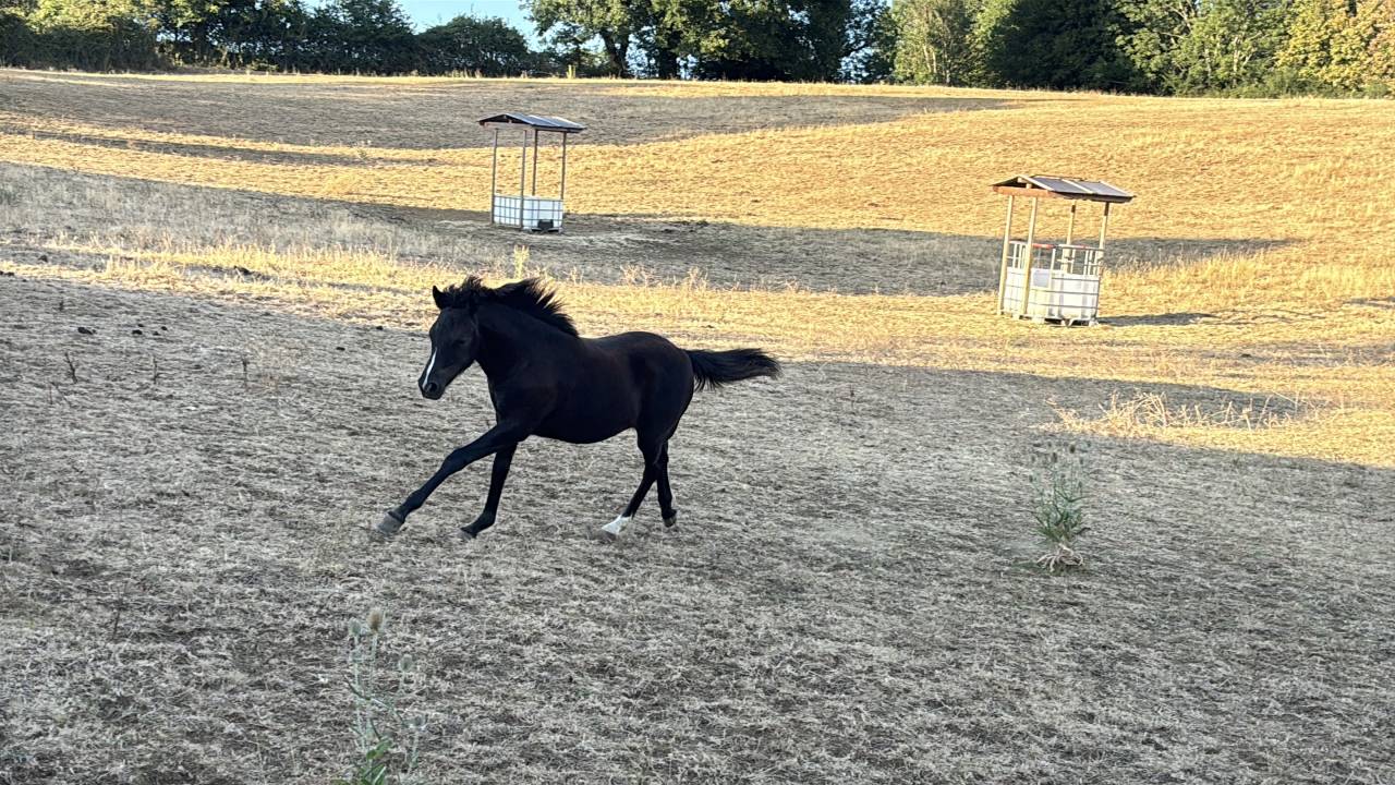 Veulen (vr) New Forest Te koop 2026 Zwart ,  Othello De Rocamadour