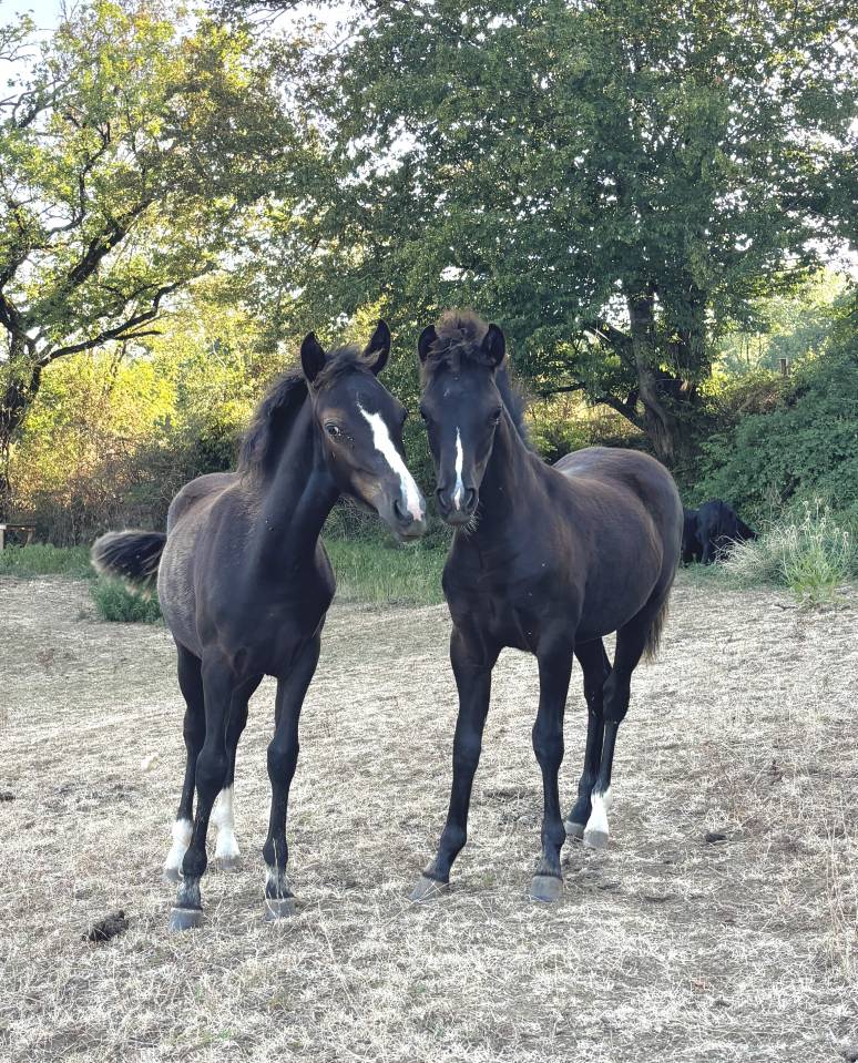 Veulen (vr) New Forest Te koop 2026 Zwart ,  Othello De Rocamadour