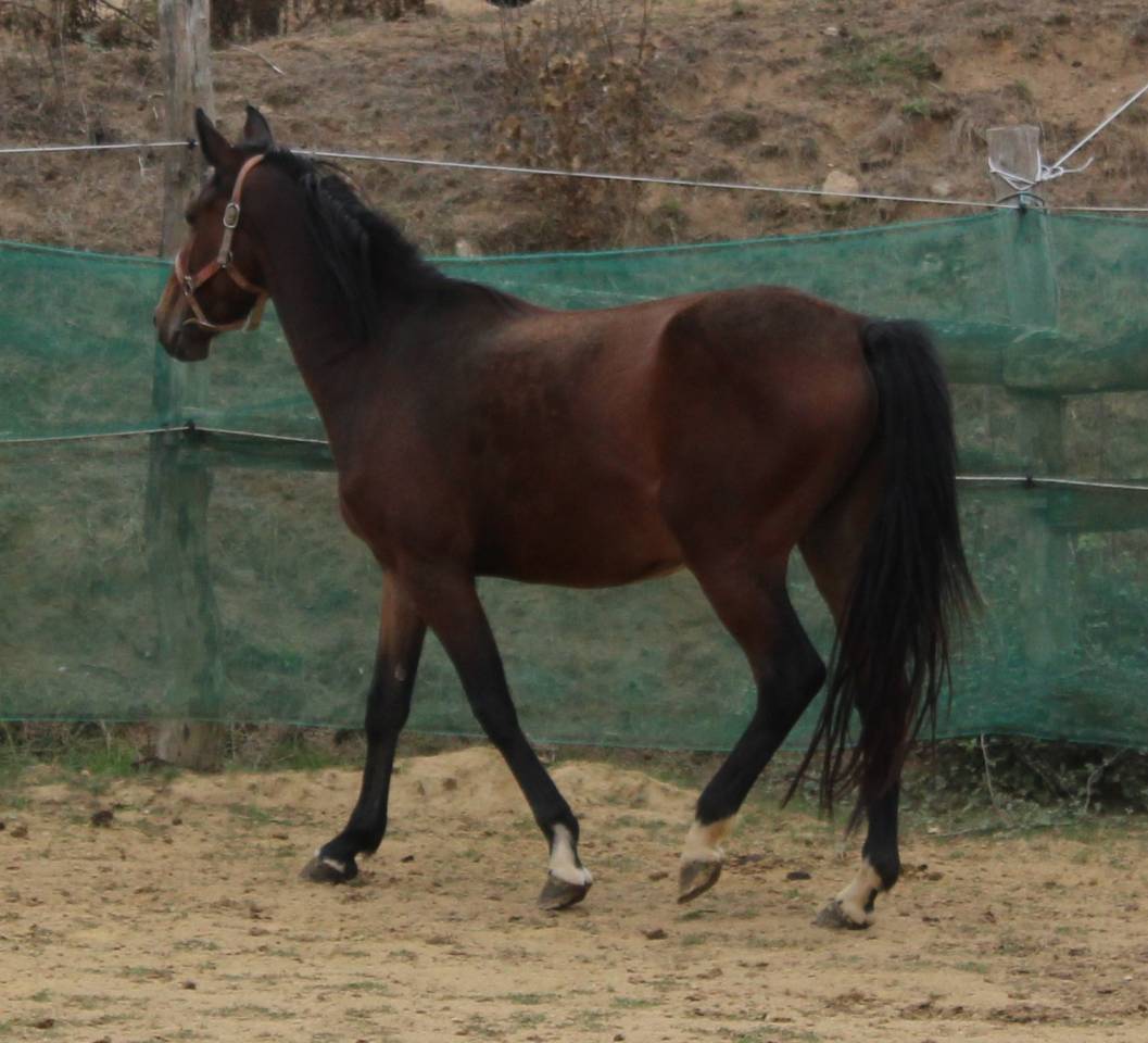 Veulen (vr) Belgische pony Te koop 2023 Donker bruin / bai ,  Orado du vieux saule