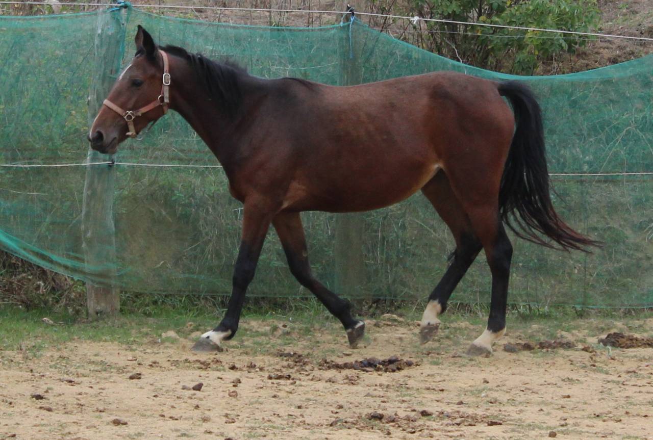 Veulen (vr) Belgische pony Te koop 2023 Donker bruin / bai ,  Orado du vieux saule