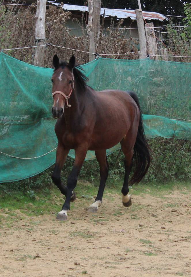 Veulen (vr) Belgische pony Te koop 2023 Donker bruin / bai ,  Orado du vieux saule