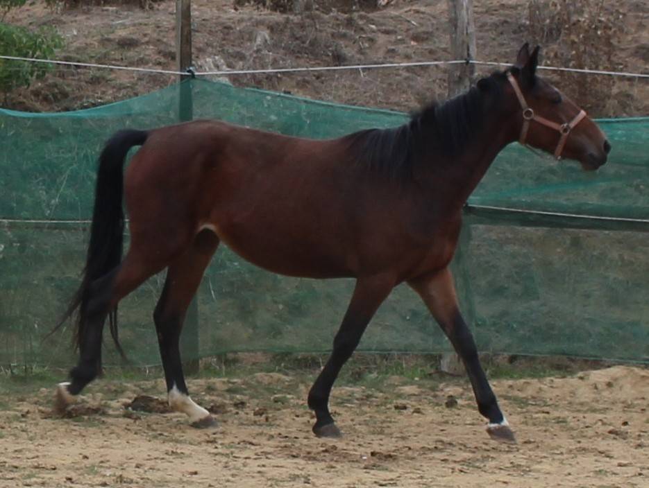 Veulen (vr) Belgische pony Te koop 2023 Donker bruin / bai ,  Orado du vieux saule