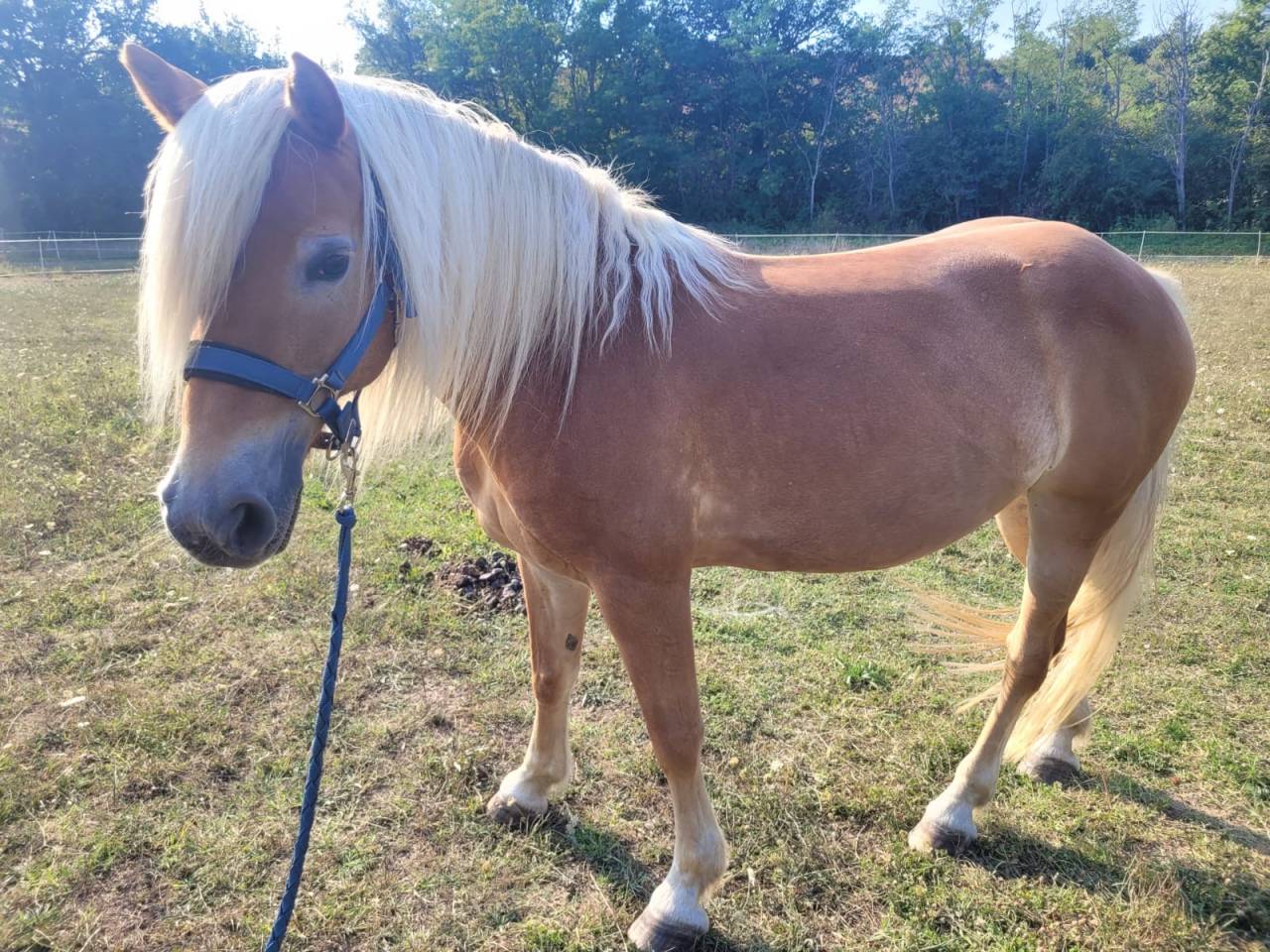 Merrie Haflinger Half pension 2011 Lichte manen en staart