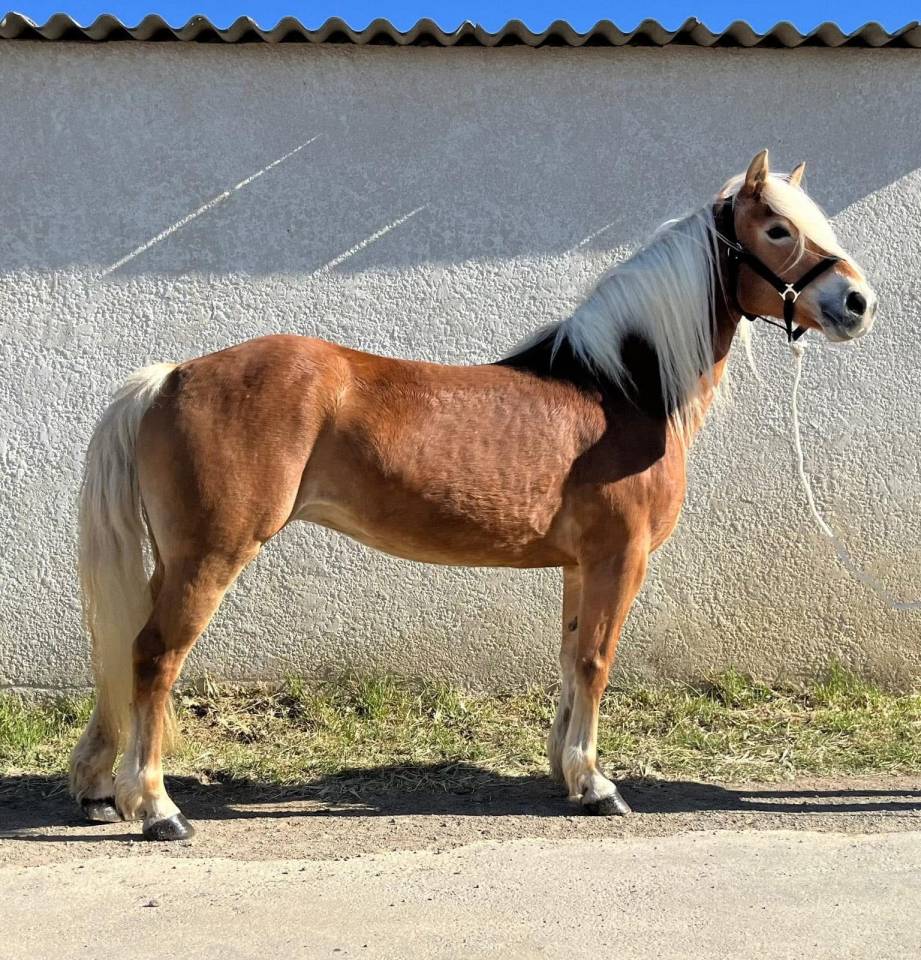 Merrie Haflinger Half pension 2011 Lichte manen en staart