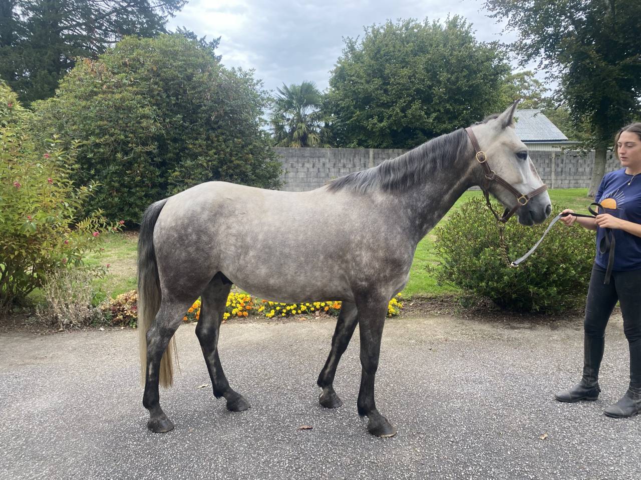Ruin Connemara Te koop 2022 Schimmel