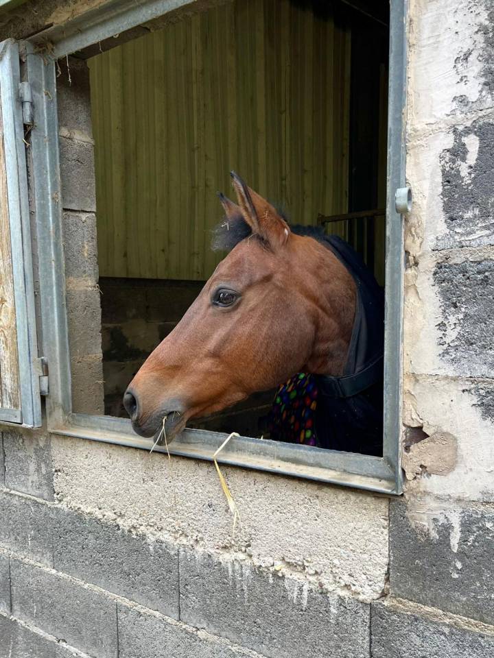 Merrie New Forest Te koop 2005 Donker bruin / bai ,  KANTJE'S RONALDO