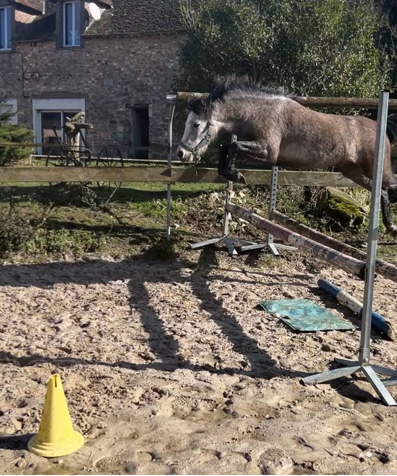 Ruin Franse rijpony PFS Te koop 2021 Schimmel