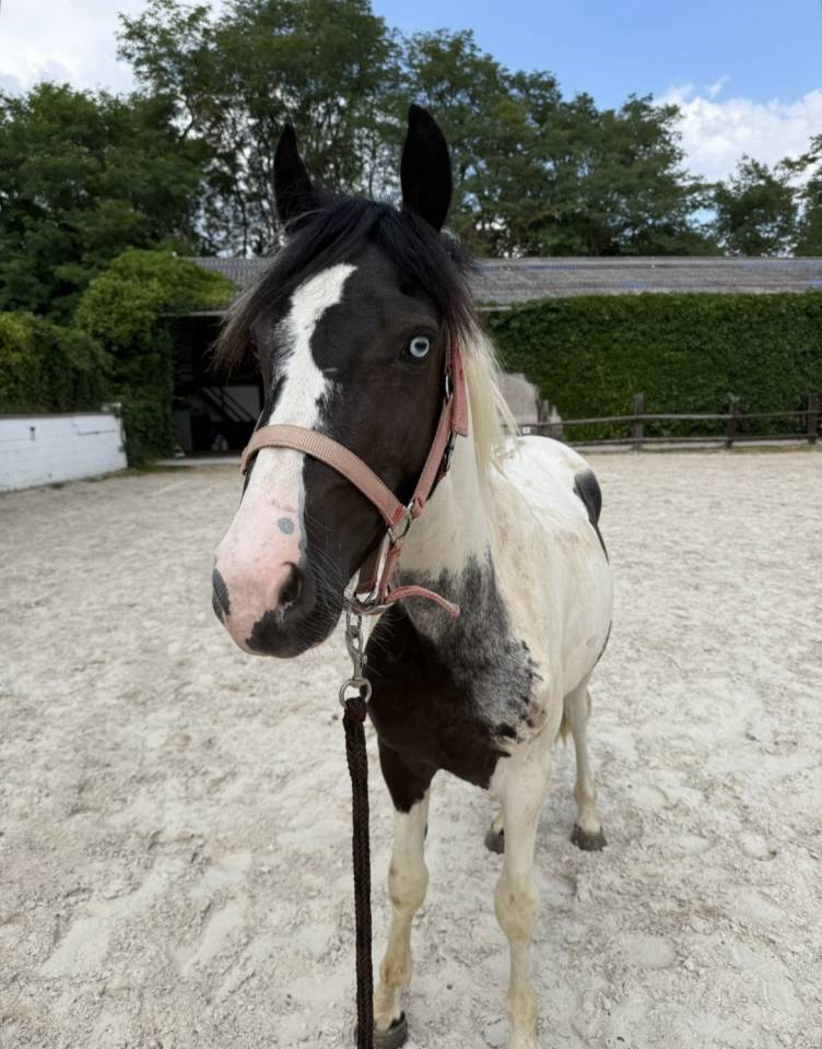 Ruin Andere pony rassen Te koop 2024 Bont