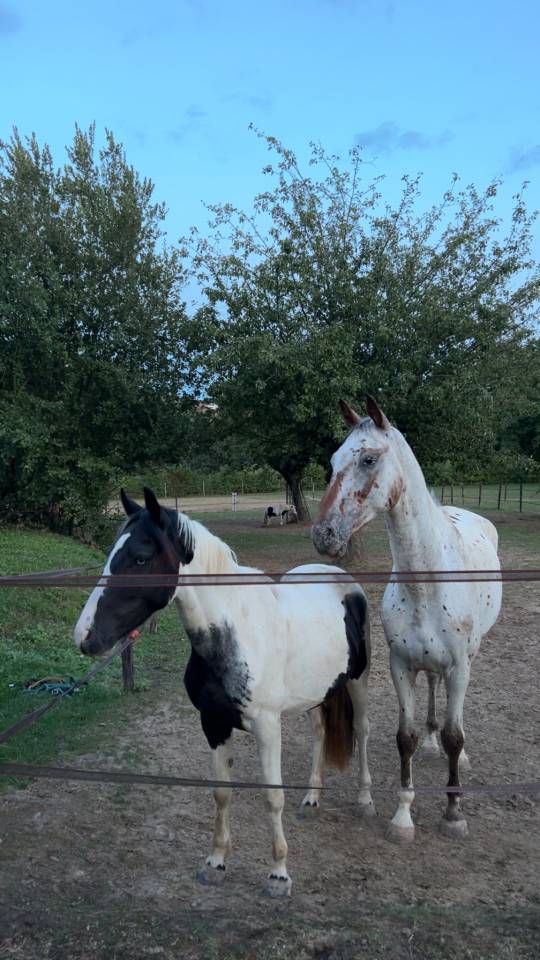 Ruin Andere pony rassen Te koop 2024 Bont