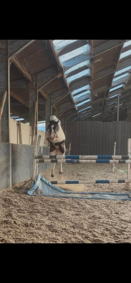 Ruin Andere pony rassen Te koop 2024 Bont