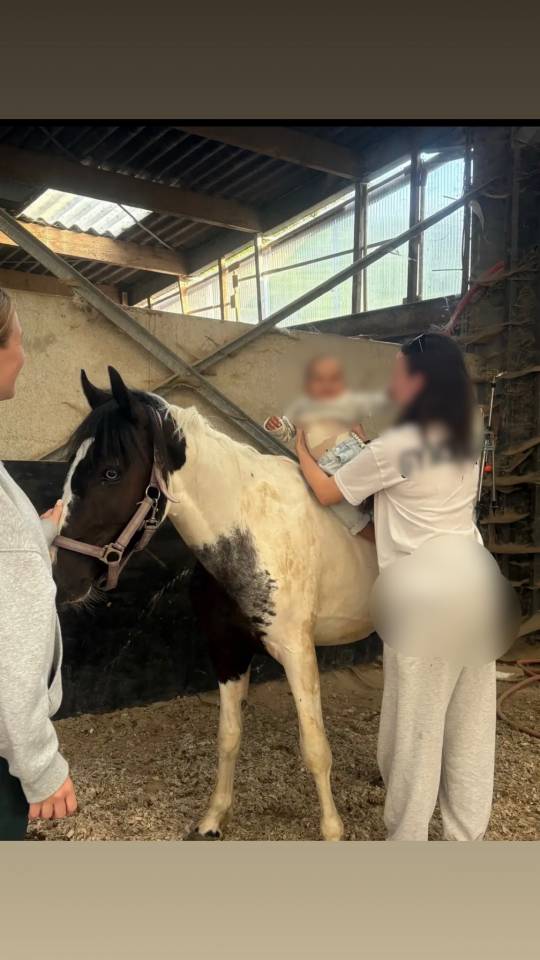 Ruin Andere pony rassen Te koop 2024 Bont