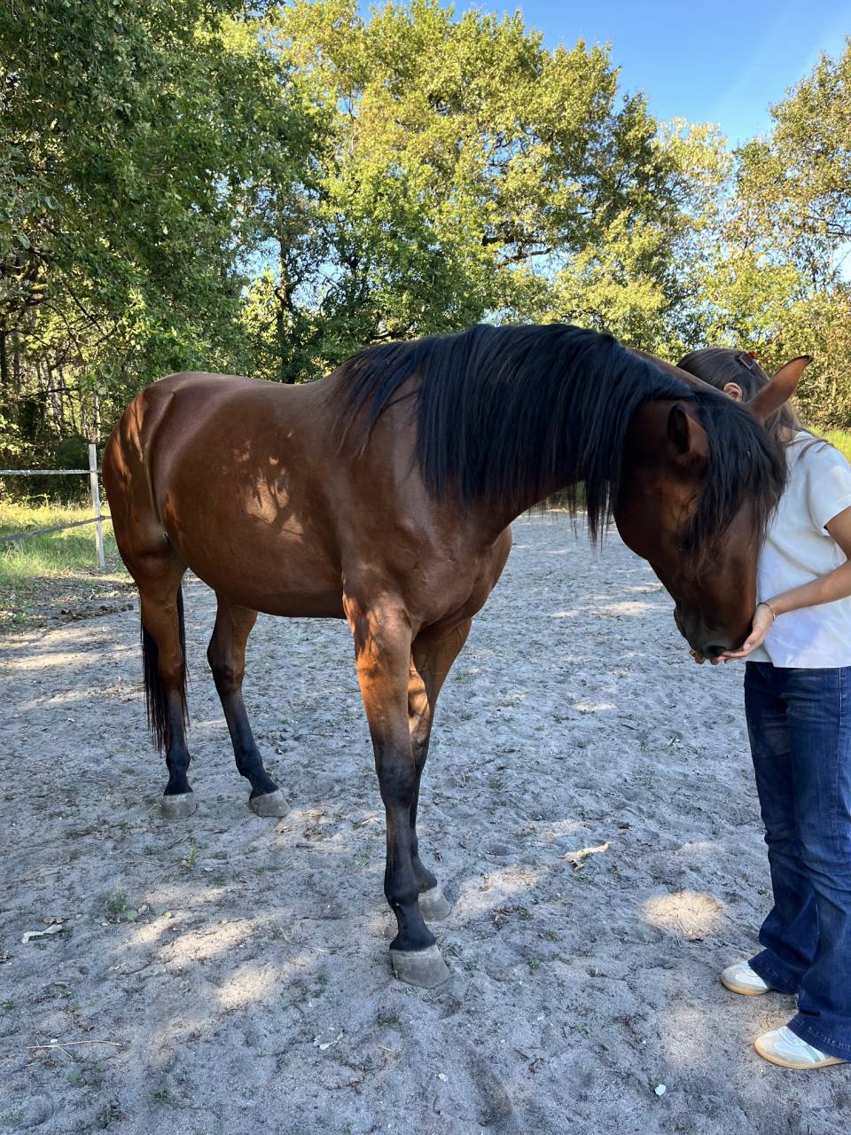Merrie Franse draver  Te koop 2021 Donker bruin / bai ,  The Best Madrik