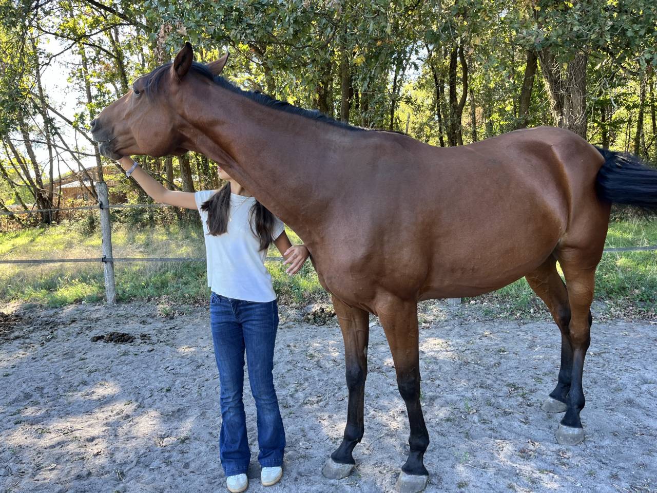 Merrie Franse draver  Te koop 2021 Donker bruin / bai ,  The Best Madrik