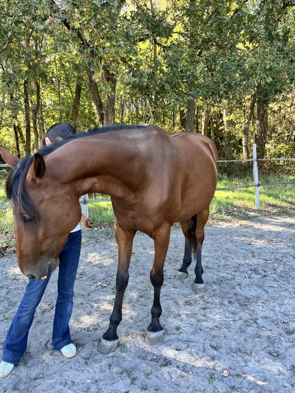 Merrie Franse draver  Te koop 2021 Donker bruin / bai ,  The Best Madrik