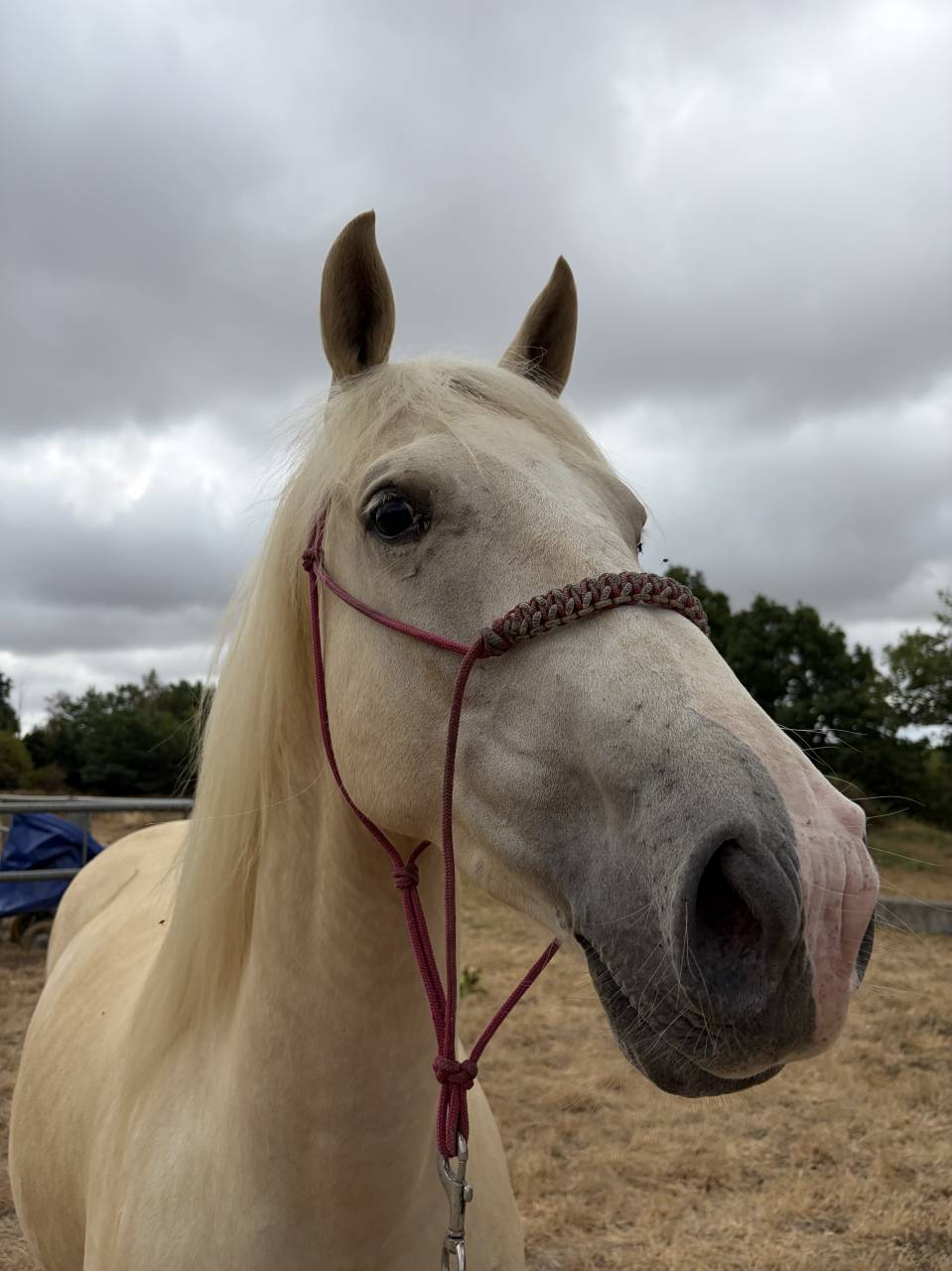 Ruin Franse rijpony PFS Te koop 2021 Cr&egrave;me ,  Cremell&rsquo;aux Lays
