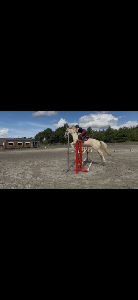 Ruin Franse rijpony PFS Te koop 2021 Cr&egrave;me ,  Cremell&rsquo;aux Lays