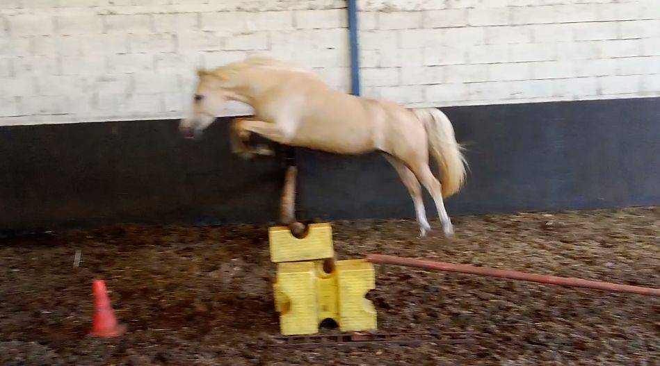 Merrie Welsh Partbred Te koop 2022 Palomino ,  KEIZERSKROON EDISON