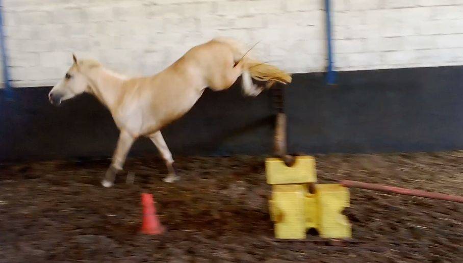Merrie Welsh Partbred Te koop 2022 Palomino ,  KEIZERSKROON EDISON