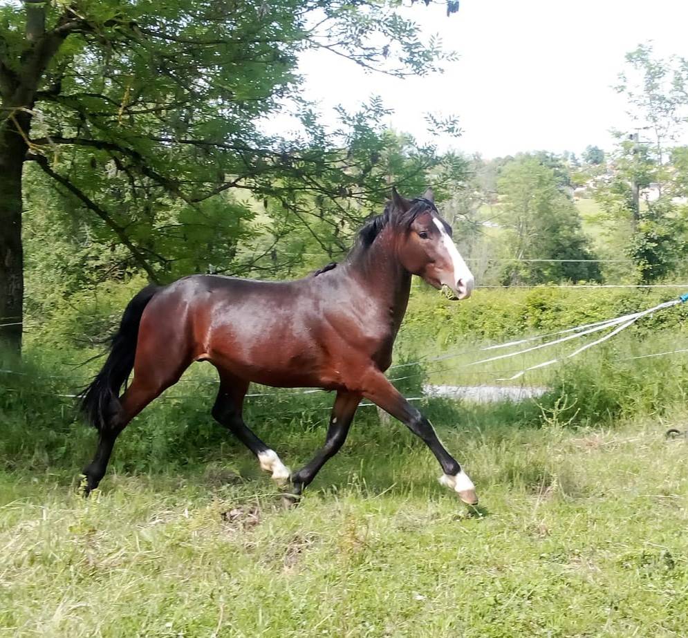 Hengst Franse rijpony PFS Te koop 2023 Bruin / Bai ,  Bandro Hit Linaro (PFS)