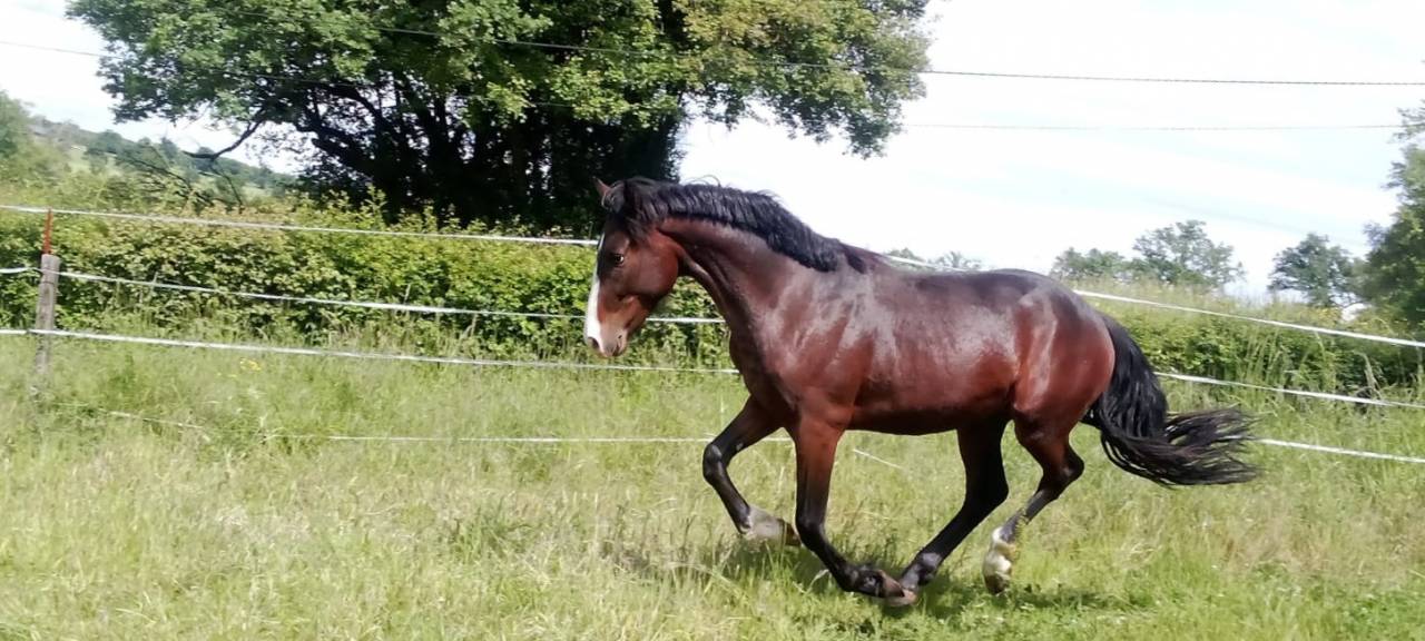 Hengst Franse rijpony PFS Te koop 2023 Bruin / Bai ,  Bandro Hit Linaro (PFS)