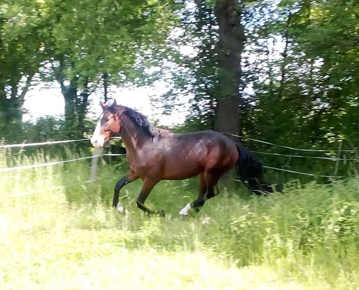 Hengst Franse rijpony PFS Te koop 2023 Bruin / Bai ,  Bandro Hit Linaro (PFS)