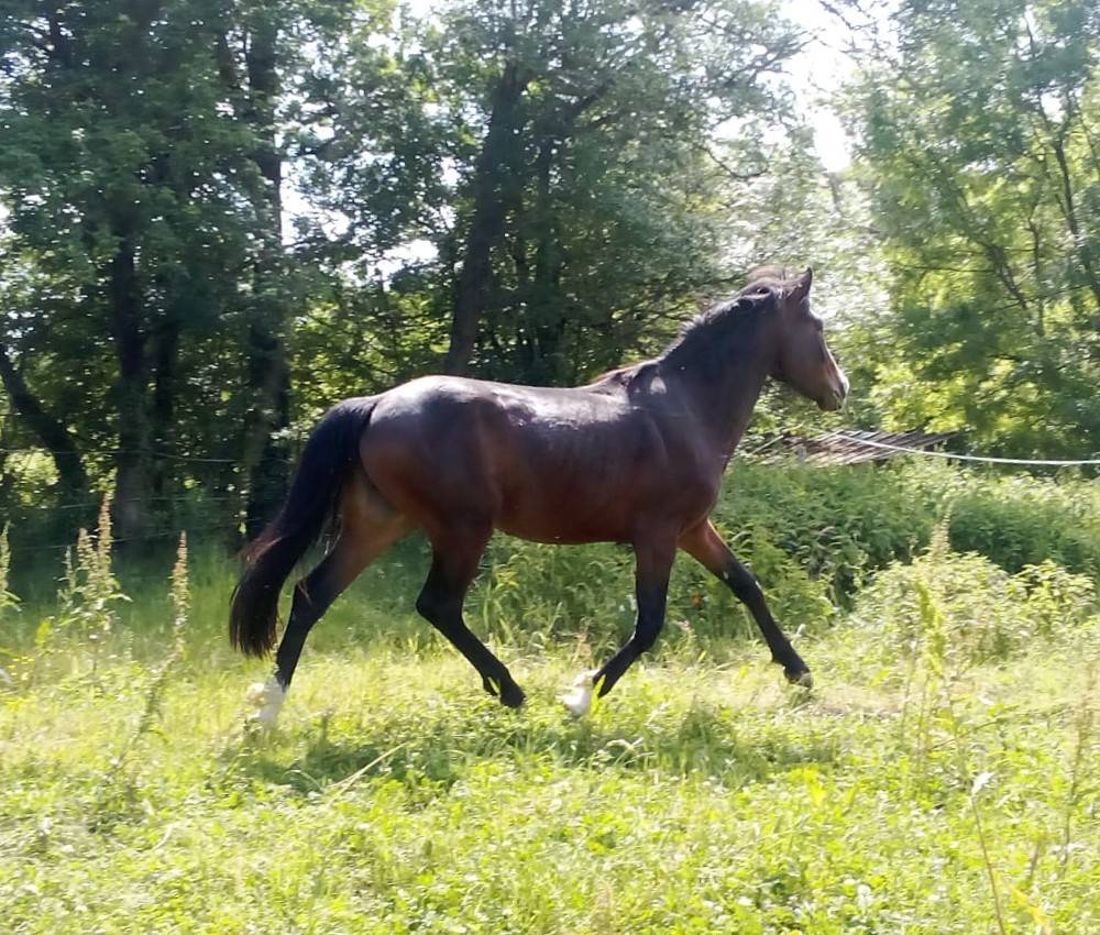 Hengst Franse rijpony PFS Te koop 2023 Bruin / Bai ,  Bandro Hit Linaro (PFS)