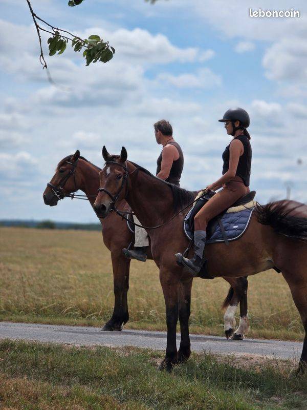 Ruin Franse draver  Te koop 2021 Donker bruin / bai