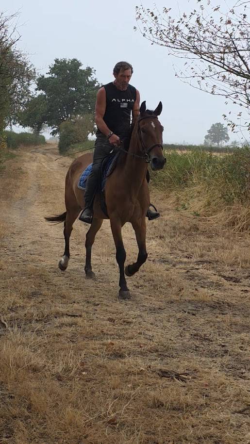 Ruin Franse draver  Te koop 2021 Donker bruin / bai