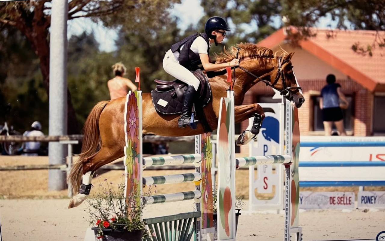 Ruin Franse rijpony PFS Te koop 2015 Vos