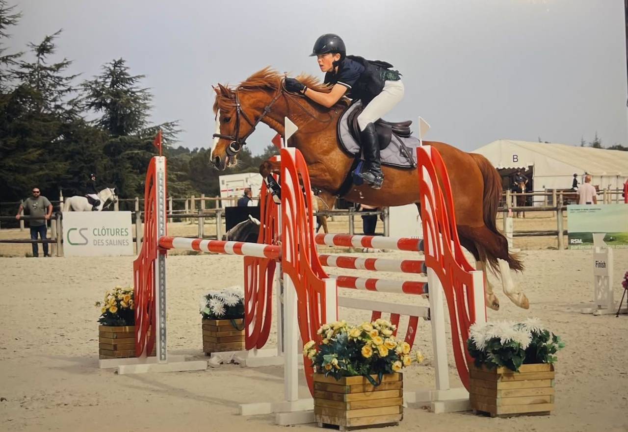Ruin Franse rijpony PFS Te koop 2015 Vos