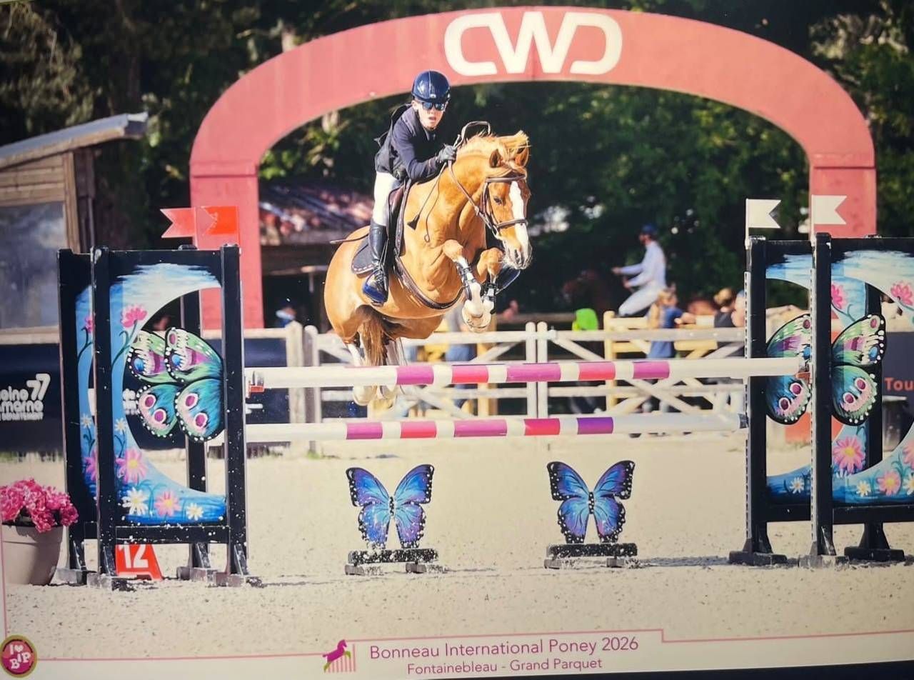 Ruin Franse rijpony PFS Te koop 2015 Vos
