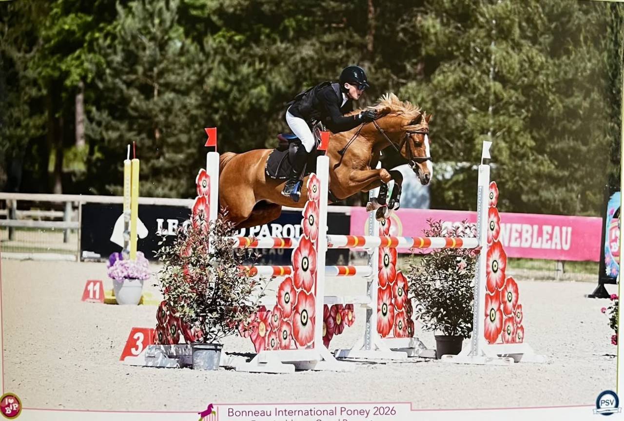 Ruin Franse rijpony PFS Te koop 2015 Vos